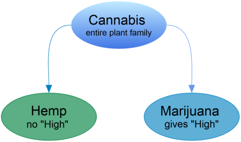 Beginners' Guide to CBD Cosmetics