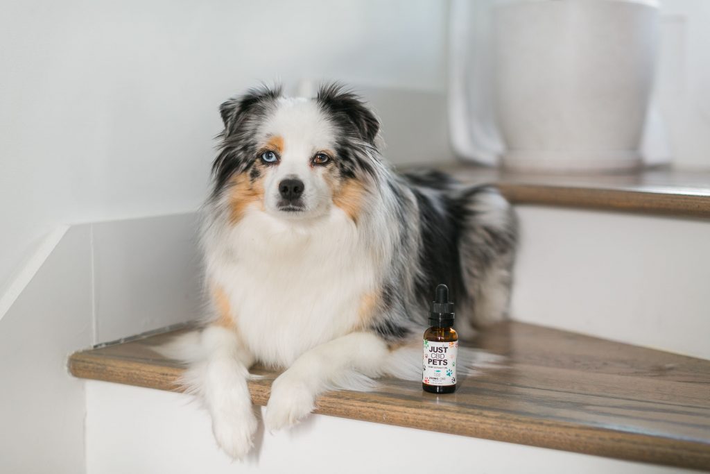 2020’s Best CBD for Pets - CBD oil for Cats and Dogs